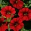 Калибрахоа MF Sangria Red фото