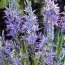 Камассия Caerulea (акционная) фото