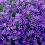 Кампанула Portenschlagiana фото