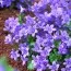 Кампанула Portenschlagiana фото