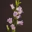 Кампанула Champion Lavender фото