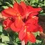 Канна Сherry Red фото