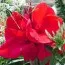 Канна Сherry Red 25 фото