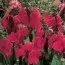Канна Сherry Red 25 фото