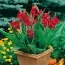 Канна Сherry Red 25 фото