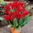Канна Сherry Red фото