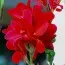 Канна Crimson Beauty фото
