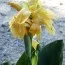 Канна Tropical Yellow (семена) фото