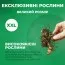 Канна Queen Charlotte (Многоцветный цветок) фото