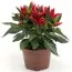 Перец Salsa Red фото