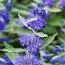 Кариоптерис Heavenly Blue фото