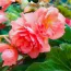 Бегония Pendula Cascade Pink фото
