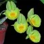 Орхидея Катасетум (Catasetum) фото