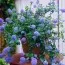 Цеанотус Repens фото
