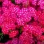 Тысячелистник Cerise Queen фото