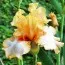 Ирис Champagne Waltz фото