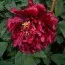 Пион Fragrant Champion Guan Qun Fang древовидный фото