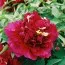 Пион Fragrant Champion Guan Qun Fang древовидный фото