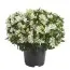 Альстромерия Charmelita White Zapricharmi фото