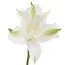 Альстромерия Charmelita White Zapricharmi фото