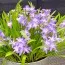 Хионодокса Violet Beauty (акционная) фото