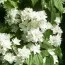 Чубушник Minnesota Snowflake фото