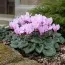 Цикламен садовый Hederifolium фото