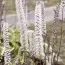 Цимицифуга (клопогон) Hillside Black Beauty фото