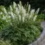 Цимицифуга (клопогон) White Pearl фото