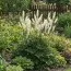 Цимицифуга (клопогон) White Pearl фото
