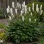 Цимицифуга (клопогон) White Pearl фото
