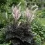 Цимицифуга (клопогон) Pink Spike фото