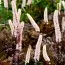 Цимицифуга (клопогон) Pink Spike фото