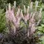 Цимицифуга (клопогон) Pink Spike фото