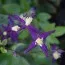 Клематис Aromatica фото