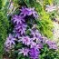Клематис Blue Ravine фото