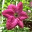 Клематис Carmencita фото