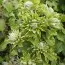 Клематис Green Passion фото