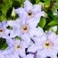 Клематис Myosotis фото