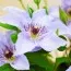 Клематис Myosotis фото