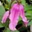 Клематис Pangbourne Pink фото