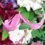 Клематис Pangbourne Pink фото