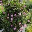 Клематис Pangbourne Pink фото