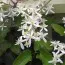 Клематис Terniflora фото