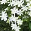 Клематис White Arabella фото