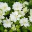 Клематис Yukiokoshi фото