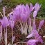 Безвременник (Кольчикум) Lilac Wonder фото