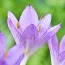 Безвременник (Кольчикум) Cilicicum Purpureum фото