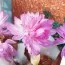 Безвременник (Кольчикум) Waterlily фото