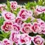 Калибрахоа PinkTastic Double фото